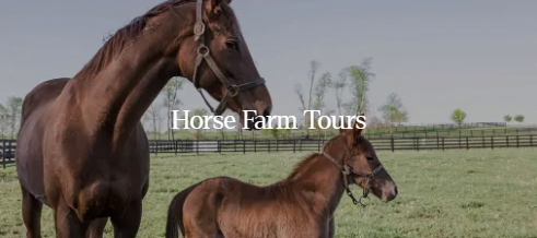 Horse Farm Tours